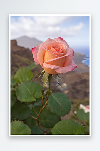 玫瑰花蕾特写拉古纳特内里费岛图片