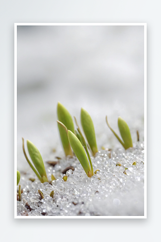 卡那纳斯基斯公园植物芽雪中生长特写图片