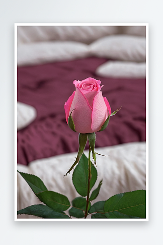 粉色玫瑰花蕾特写图片