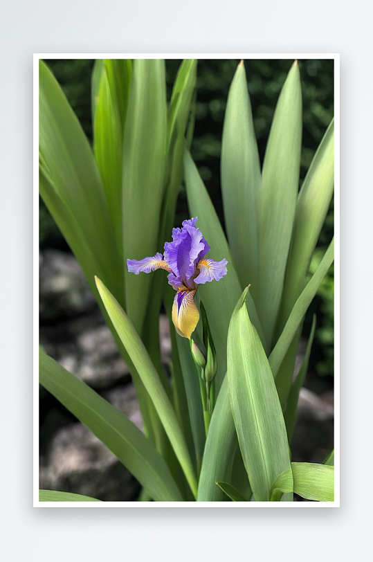 紫胡子鸢尾鸢尾植物与开花近距离图片