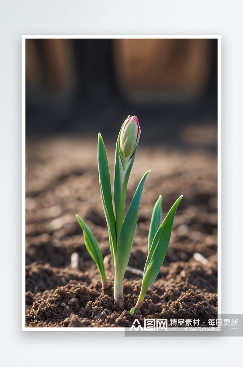 植物初芽新芽幼苗土壤春天背景图片素材