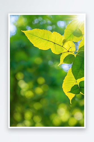野生植物拍摄主题逆光拍摄鲜嫩绿色黄色树叶