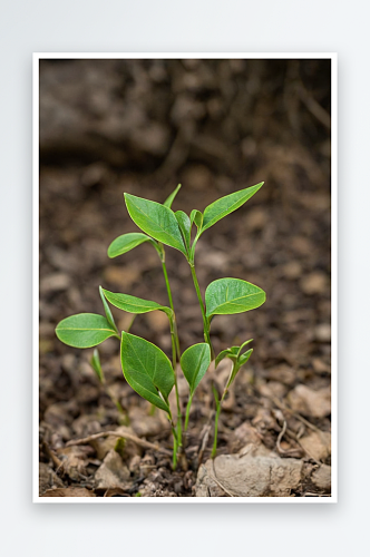 野生植物拍摄主题春天嫩枝上生长出绿色嫩芽