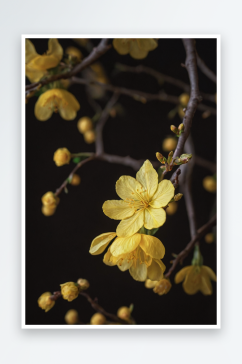 树枝上黄色花朵特写图片