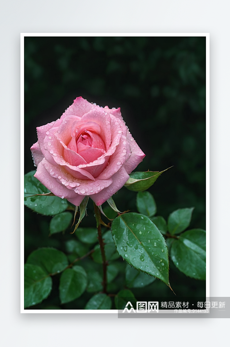 湿粉红玫瑰特写镜头照片素材