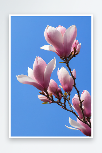 木兰花低角度看粉红色开花植物对清澈蓝色天