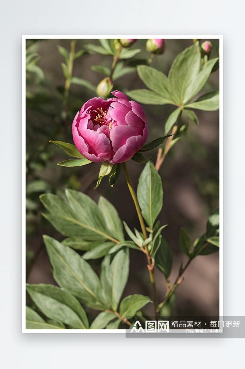 牡丹花蕾粉红牡丹花蕾灌木盛开花朵图片素材