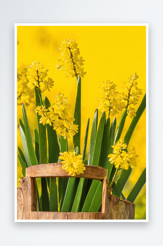 春天黄色水仙花或水仙花一个纸袋明亮背景图