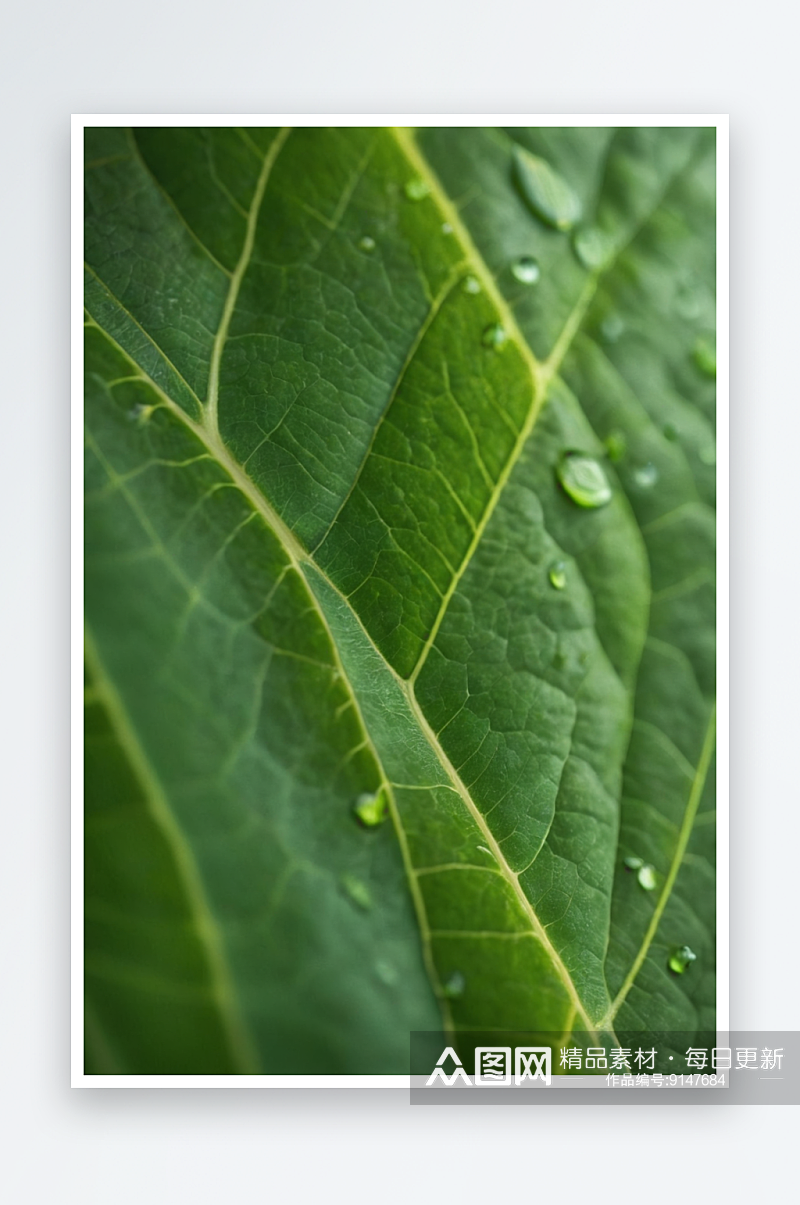 绿色叶子纯净水滴谷雨图片素材