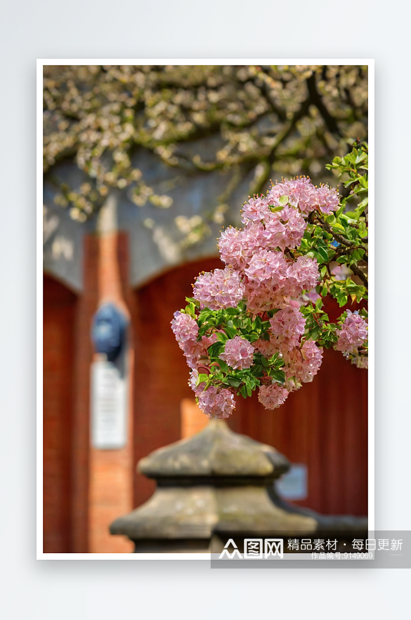 故宫博物院宫墙与海棠花图片素材