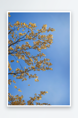 长树枝上嫩绿叶子清亮蓝色背景图片