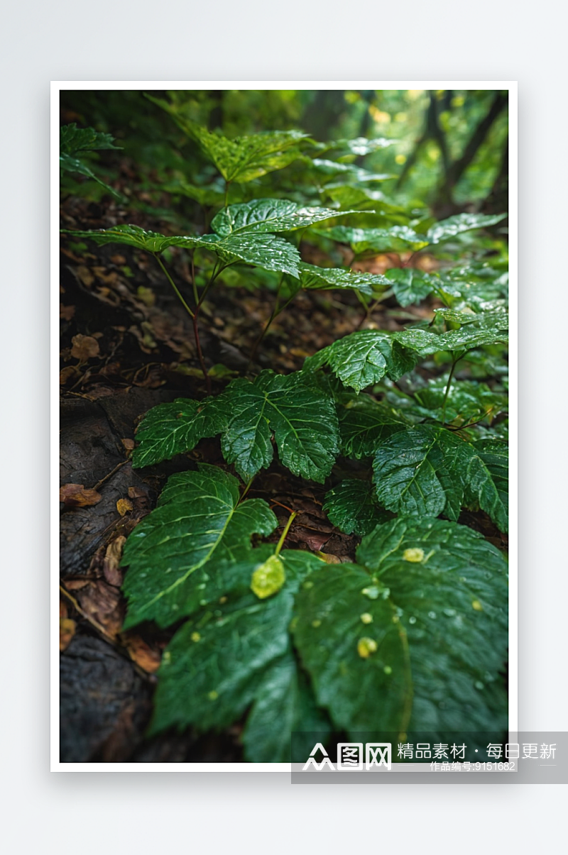 新鲜青苔特写森林生活图片素材