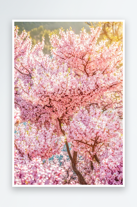 盛开桃花水墨画图片