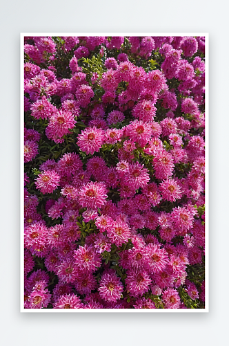 全画幅拍摄粉红色开花植物