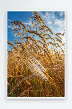 秋天水稻丰收稻穗阳光图片