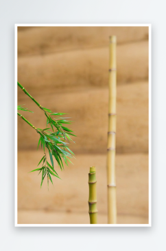 古风小品农作物竹子图片