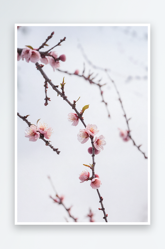 风写意梅花桃花枝条图片