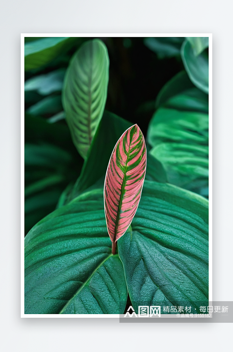 独白背景卡拉西亚是热带祈祷植物一种叶子图素材