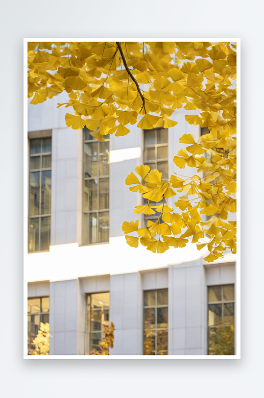 低视角看大学图书馆旁秋天银杏图片