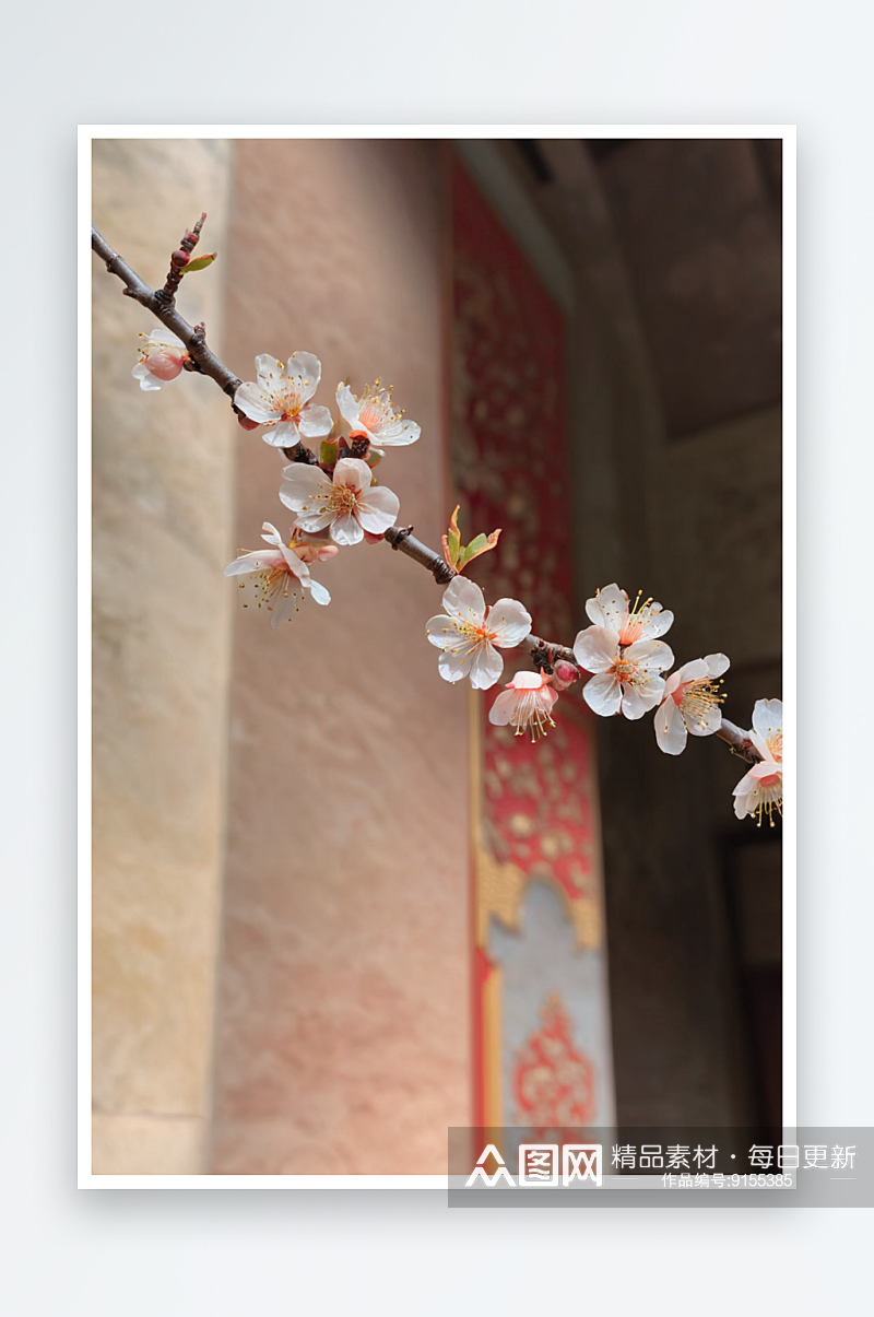 春天故宫博物院里盛开杏花图片素材