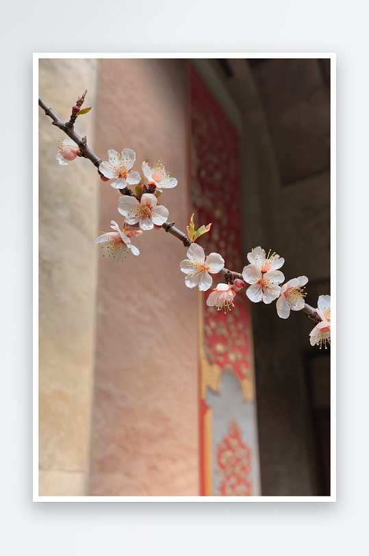 春天故宫博物院里盛开杏花图片
