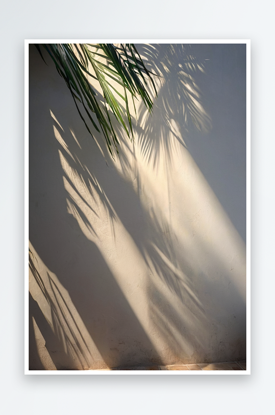 抽象剪影阴影白色背景自然树叶棕榈树枝落墙