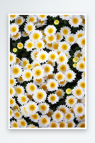 白色上粉花粉色菊花插花平铺有复制空间图片
