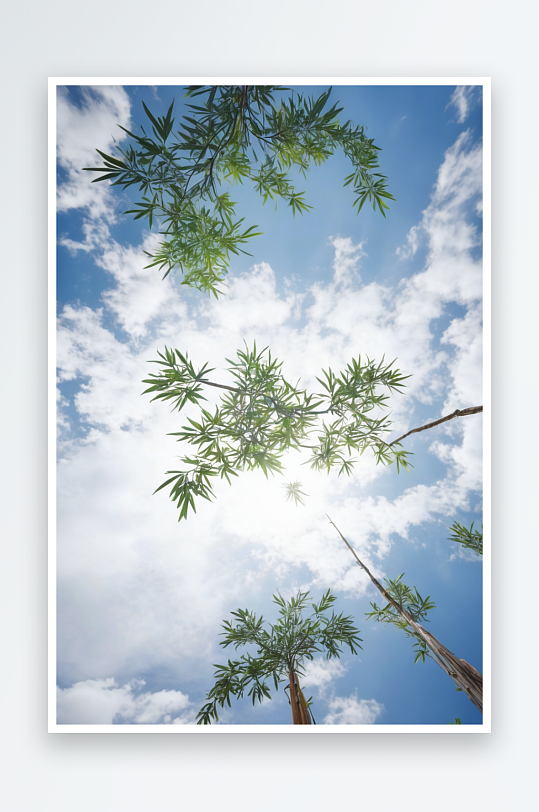 竹子蓝天下生长图片