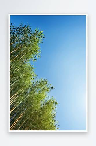 仰拍竖构图蓝天背景下竹子图片