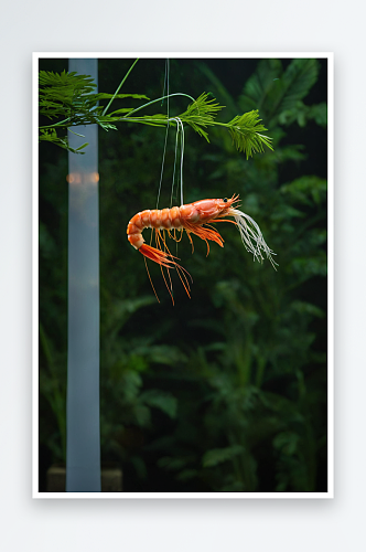 小龙虾虾尾虾球电商产品美食拍摄图片