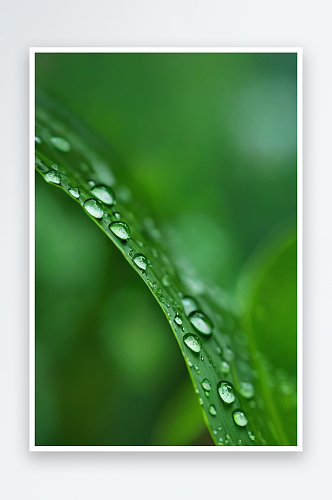 绿色叶子纯净水滴谷雨图片