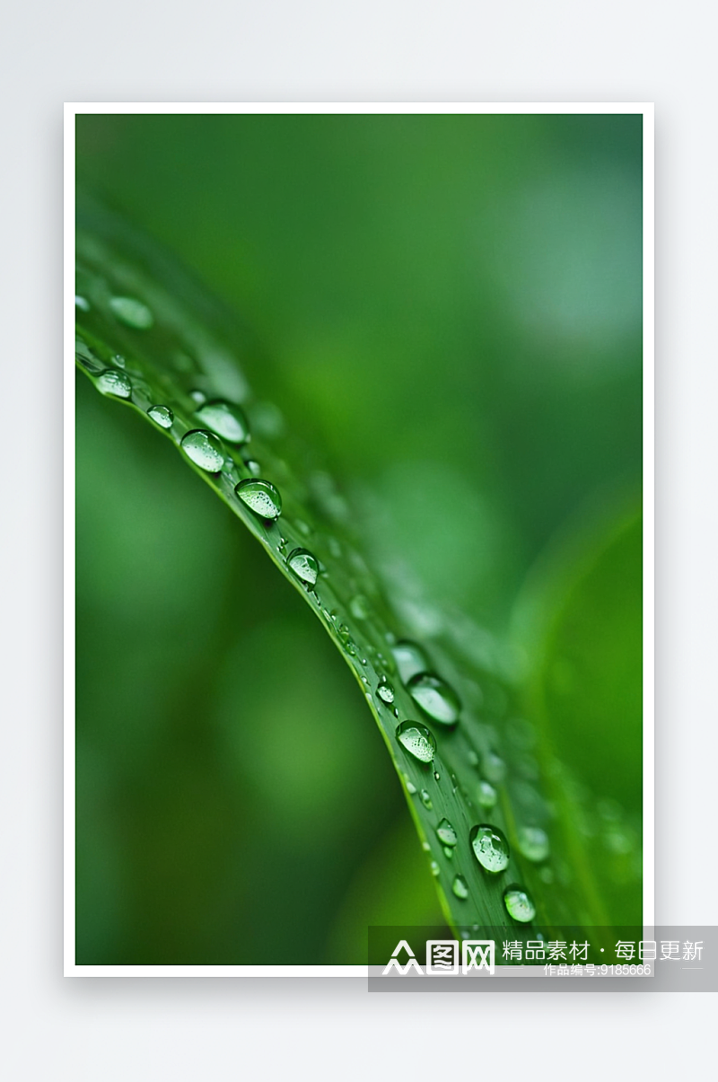 绿色叶子纯净水滴谷雨图片素材