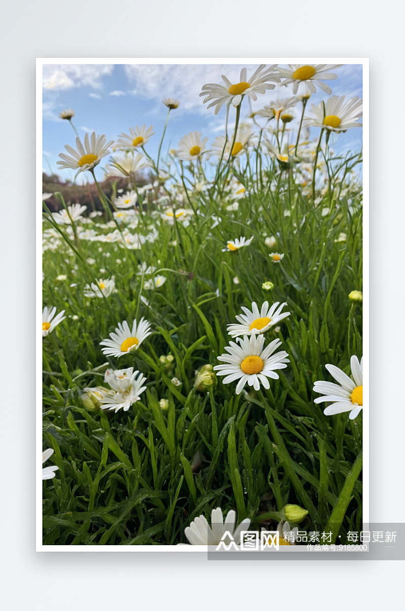 草地上有许多雏菊花图片素材