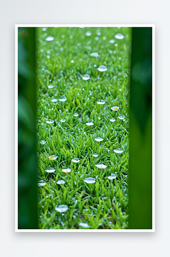 雨点落花园里草地上图片