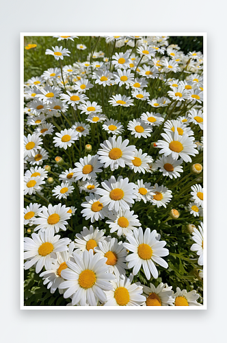 一个阳光明媚日子里美丽白色雏菊花作为花园