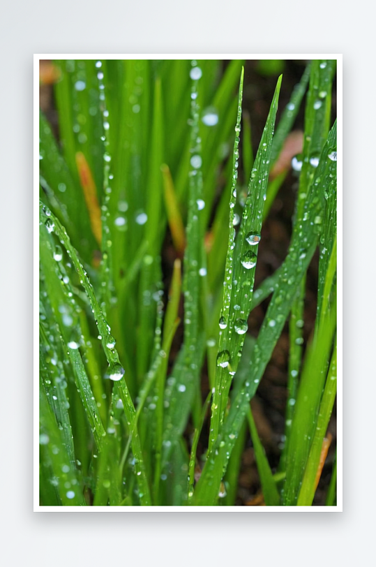 夏天雨水落花园里草地上图片