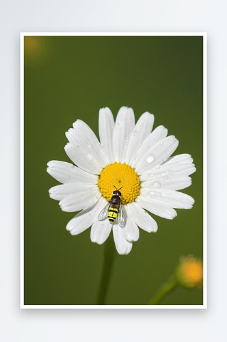 食蚜蝇坐牛眼雏菊上照片图片