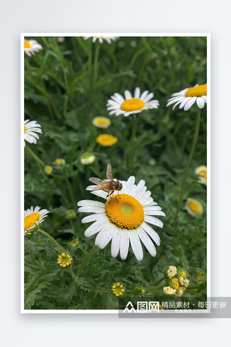 蜜蜂正栖息花园里雏菊上图片素材
