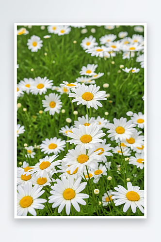 龙子湖城公园夏天盛开白色雏菊花自然风光图