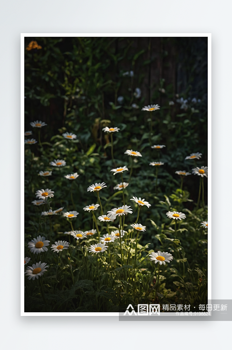 花园里一丛小雏菊图片素材