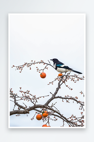 花鸟画深秋初冬瘦柿子树上觅食喜鹊图片