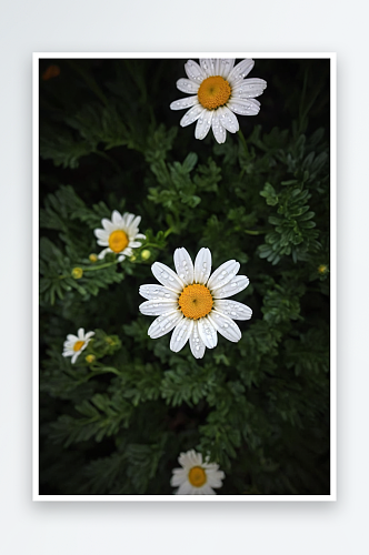 户外盛开白色雏菊花特写图片