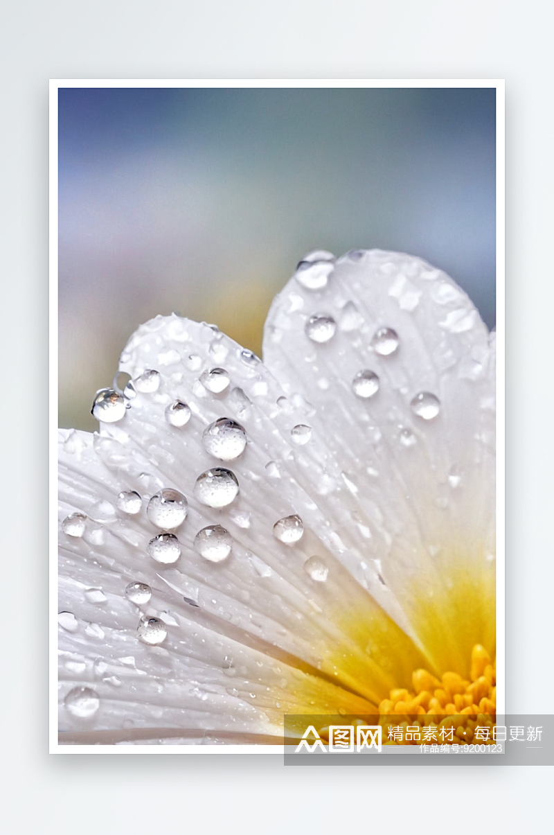 雏菊特写花瓣上有雨滴图片素材