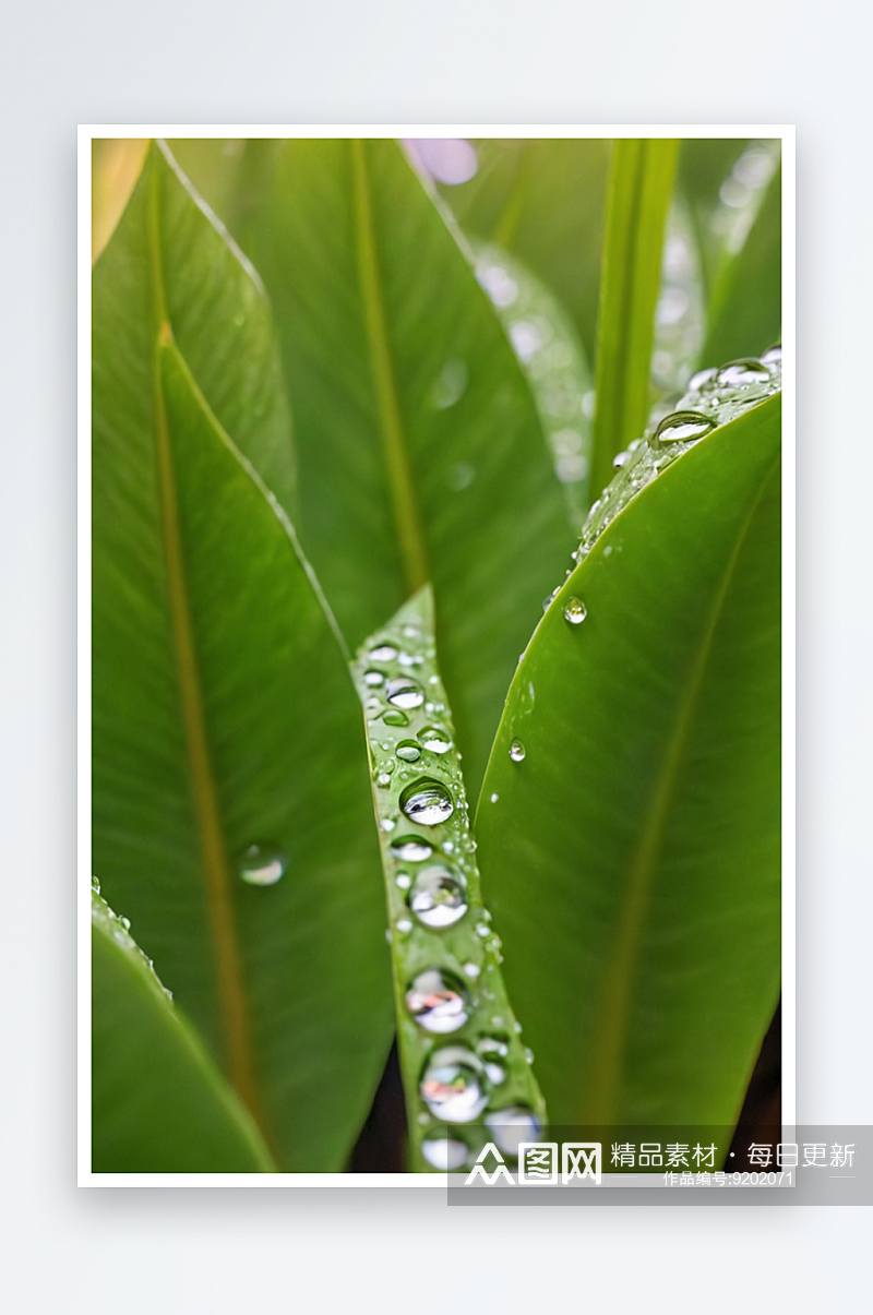 水生植物叶子有水滴图片素材