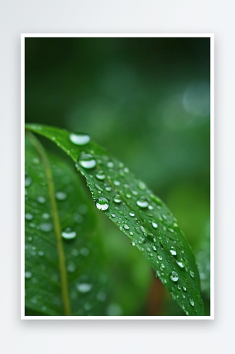 绿色叶子纯净水滴谷雨图片