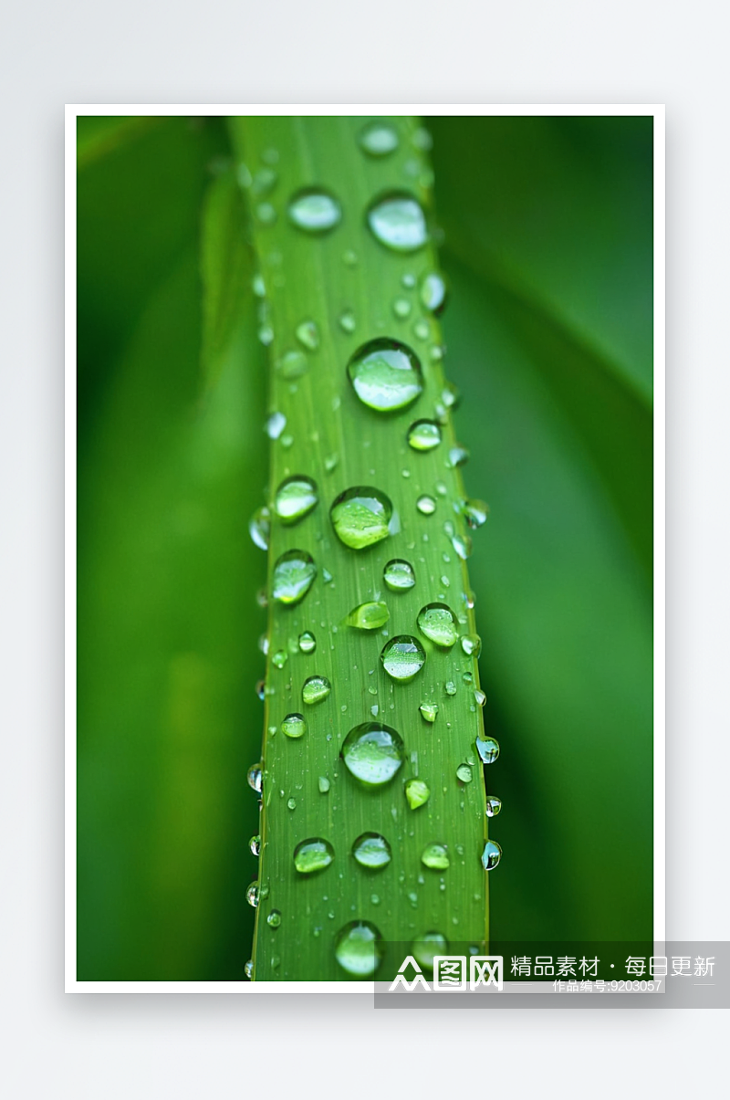 春天叶子绿色水滴谷雨图片素材