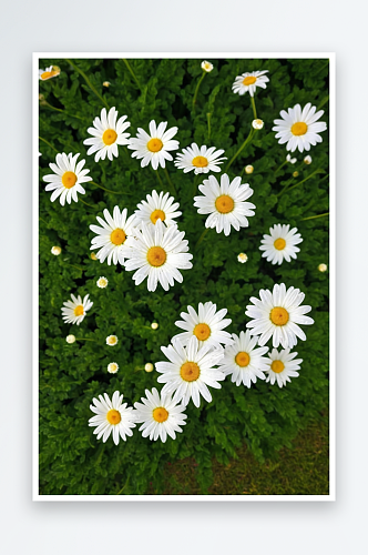城公园夏天盛开白色雏菊花自然风光图片