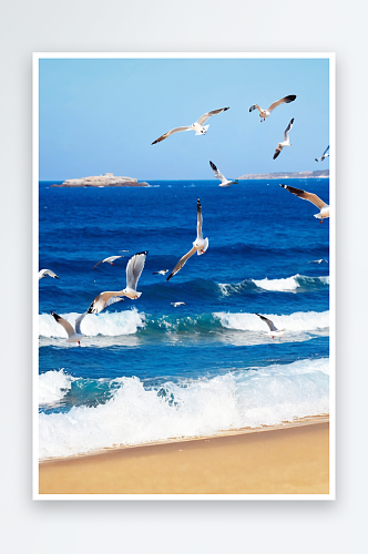 夏季有海鸥蓝色海边
