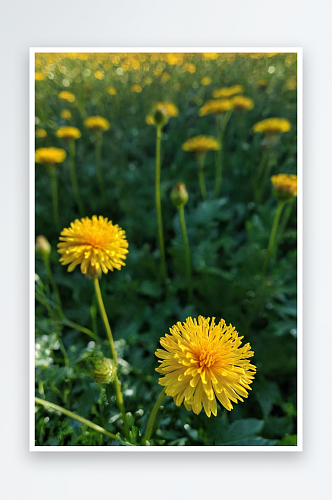 草地上蒲公英花特写