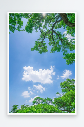 自然风光拍摄主题绿色大树蓝色天空白云户外